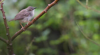 Tawny-flanked Prinia