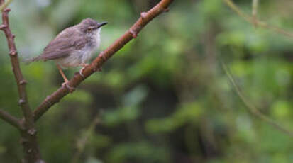 Prinia modeste