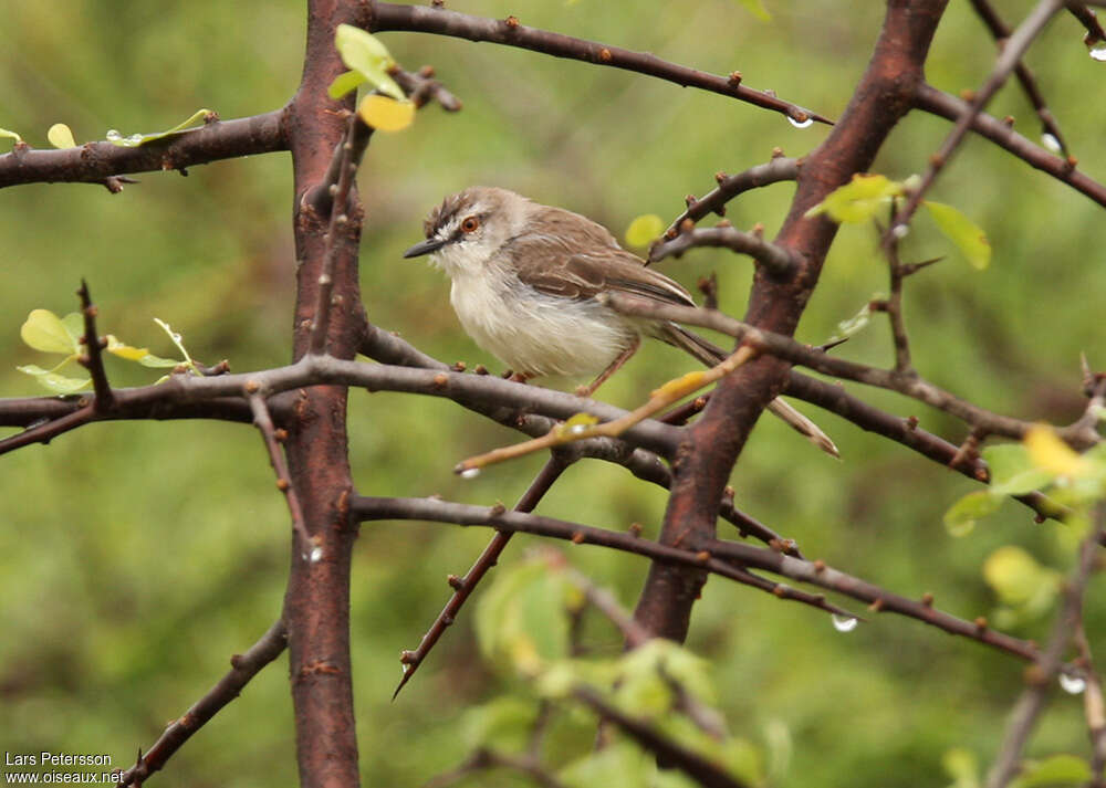 Pale Priniaadult, identification