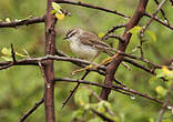 Prinia pâle