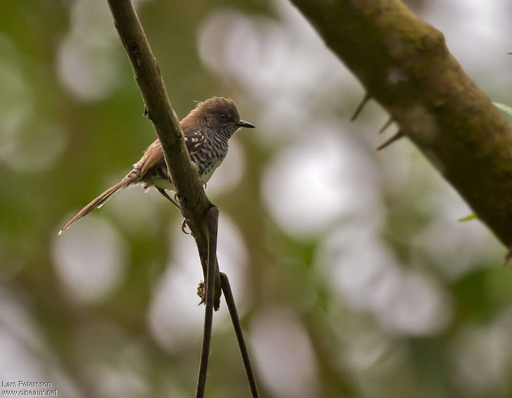 Prinia rayéeimmature