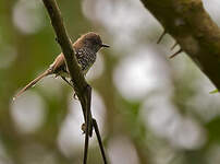 Prinia rayée