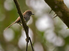 Banded Prinia