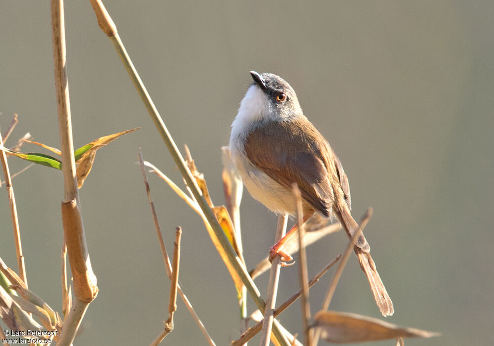 Rufescent Prinia