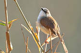 Prinia roussâtre