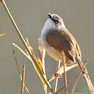 Prinia roussâtre