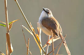 Rufescent Prinia