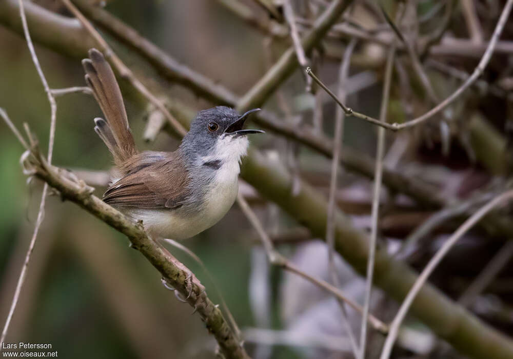 Prinia roussâtreadulte, chant