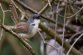 Rufescent Prinia