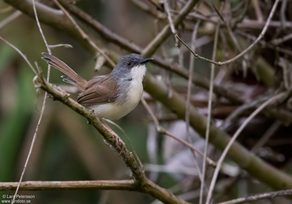 Prinia roussâtre