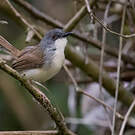 Prinia roussâtre
