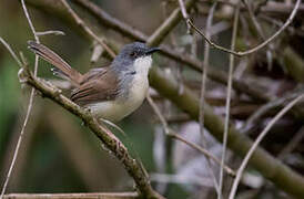 Prinia roussâtre