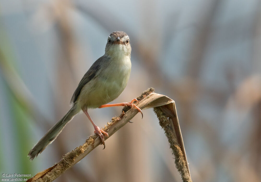 Plain Prinia