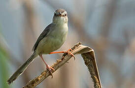 Plain Prinia