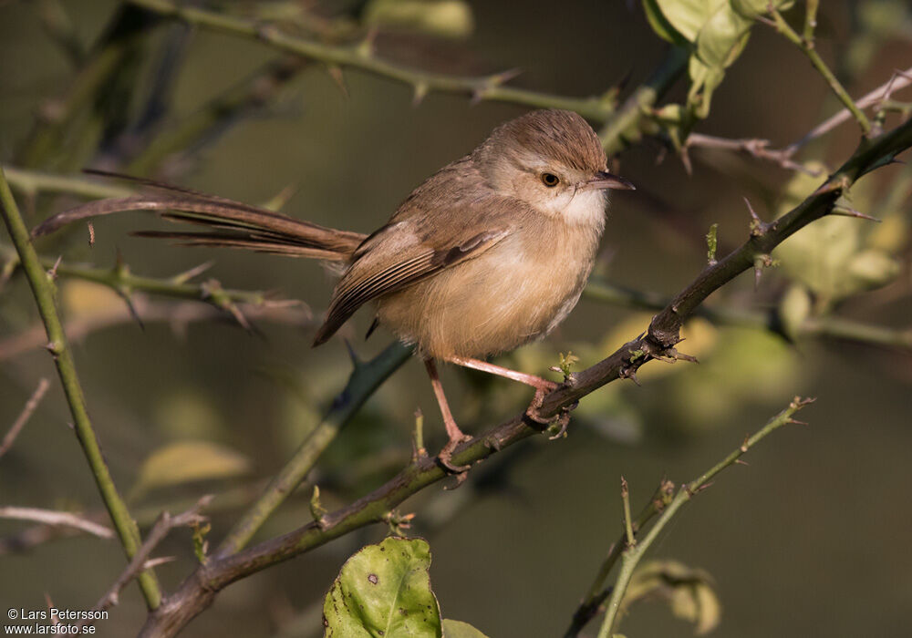 Prinia simple