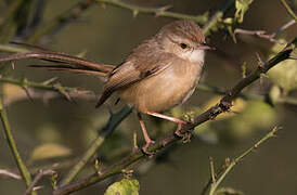 Plain Prinia