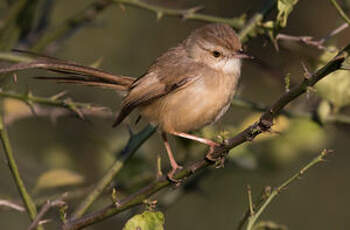 Prinia simple