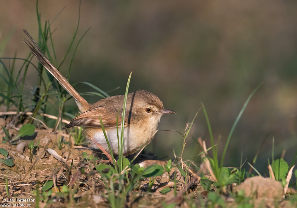 Plain Prinia