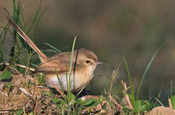 Prinia simple