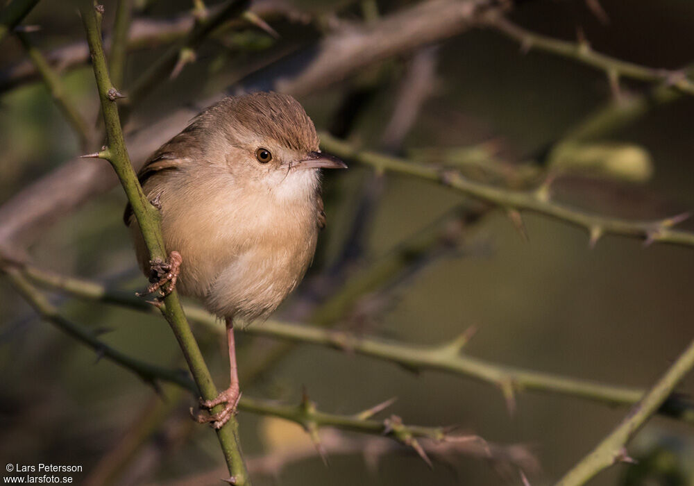 Prinia simple