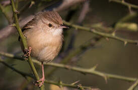 Plain Prinia