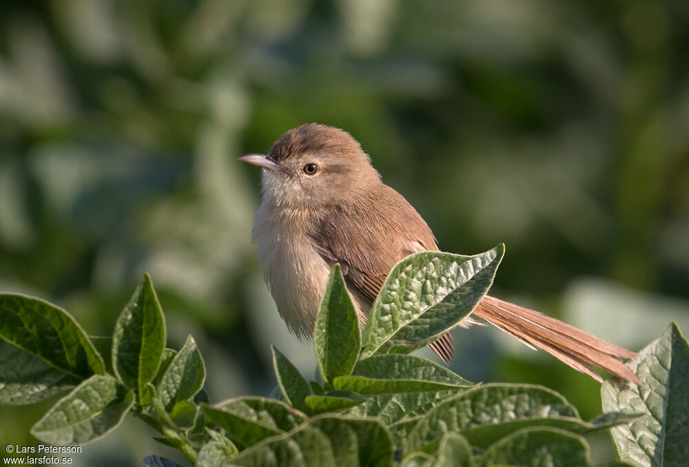 Plain Prinia