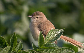 Plain Prinia