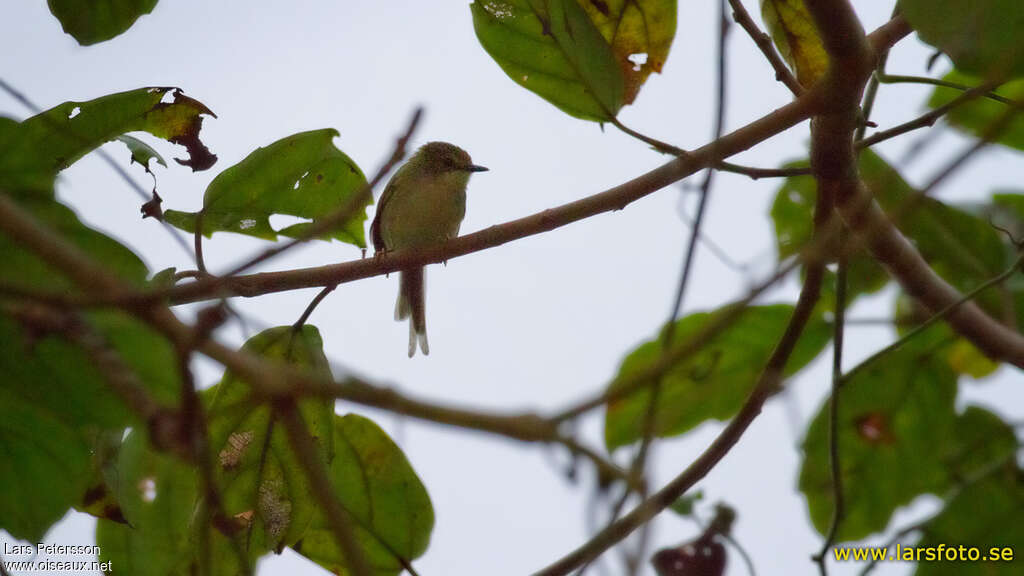 Prinia verte