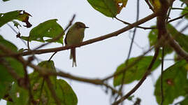 Prinia verte