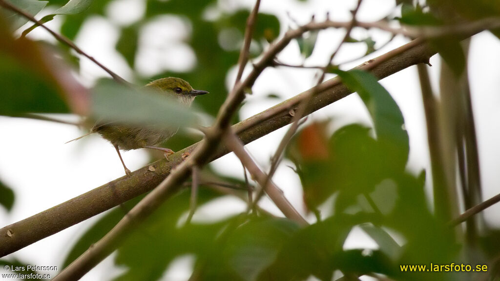 Prinia verte