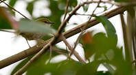 Prinia verte