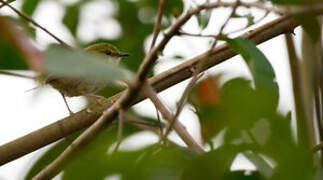 Green Longtail