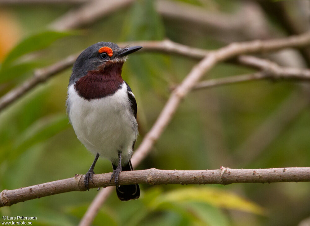 Brown-throated Wattle-eye