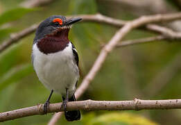 Brown-throated Wattle-eye