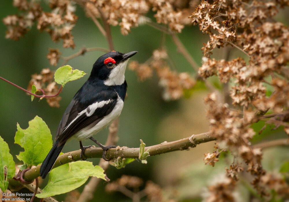 Brown-throated Wattle-eye