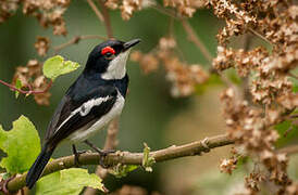 Brown-throated Wattle-eye