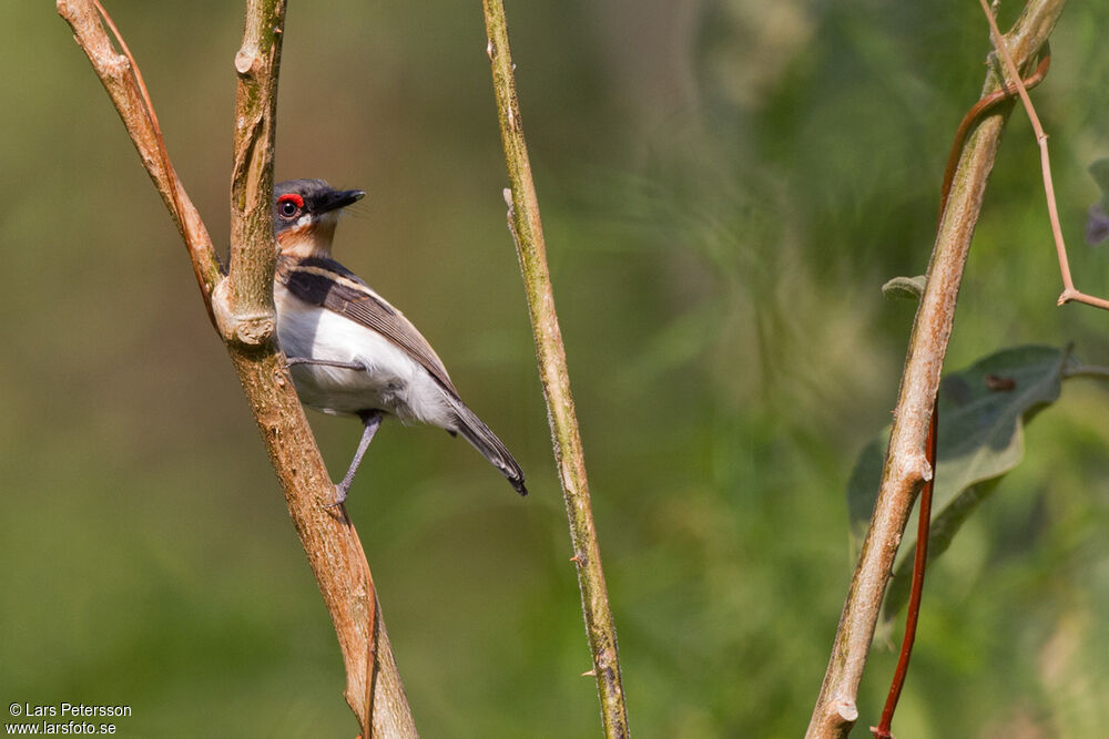 Brown-throated Wattle-eye