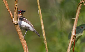 Brown-throated Wattle-eye