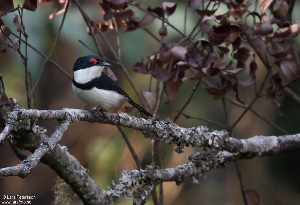 Black-throated Wattle-eye