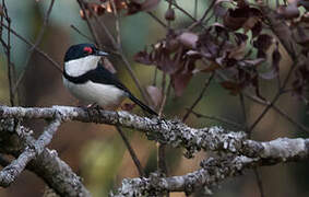 Black-throated Wattle-eye