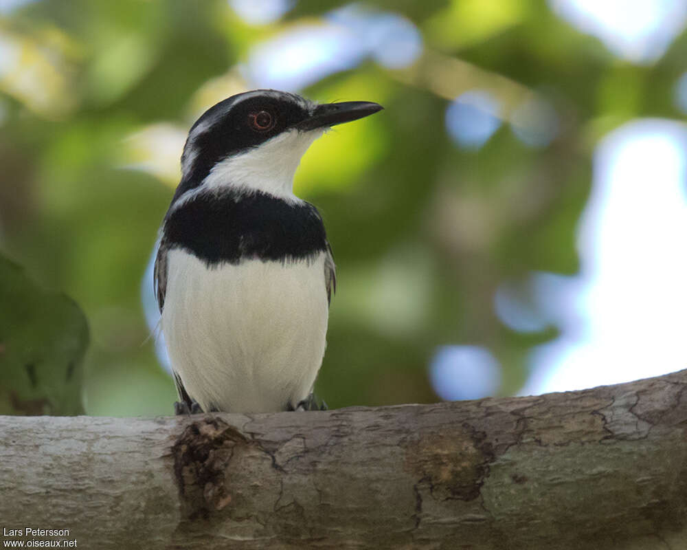 Forest Batis male adult, close-up portrait