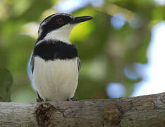 Forest Batis