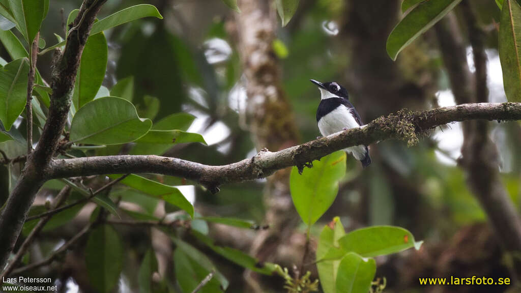 White-spotted Wattle-eye male adult, identification