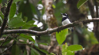 White-spotted Wattle-eye