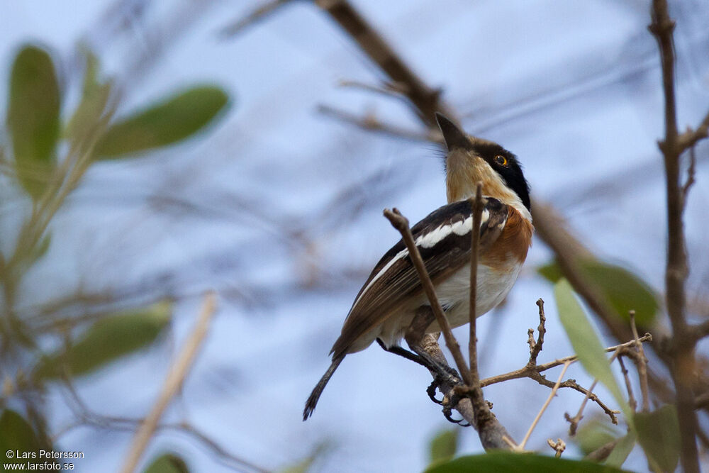 Grey-headed Batis