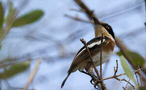 Grey-headed Batis