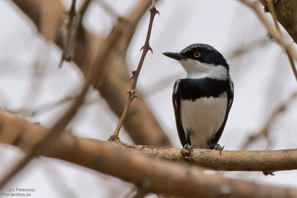 Grey-headed Batis