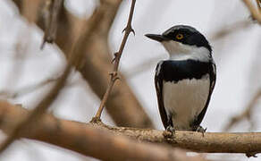 Grey-headed Batis