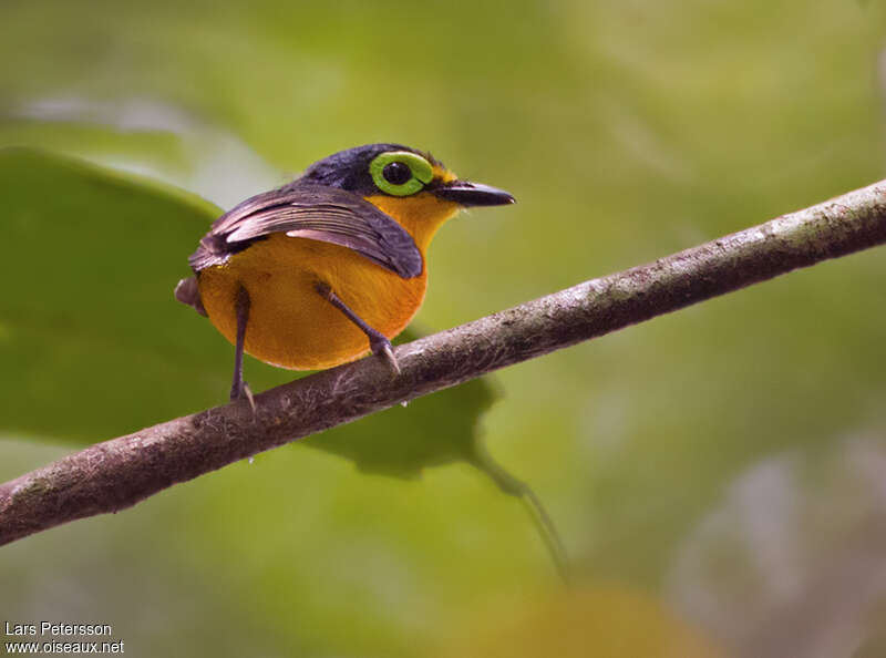 Yellow-bellied Wattle-eye male adult, identification