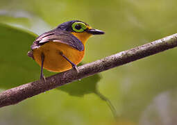 Yellow-bellied Wattle-eye